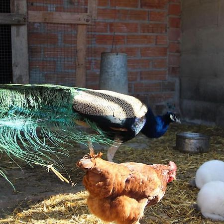 Casa Rural Espasa Espluga de Francolí Εξωτερικό φωτογραφία