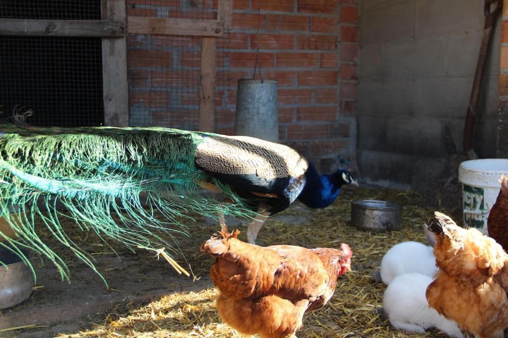Casa Rural Espasa Espluga de Francolí Εξωτερικό φωτογραφία